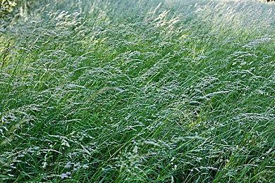 《三角符文》1&2章PS4和Switch版现已免费发布